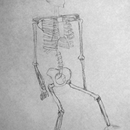 human_skeletal_bone_structure